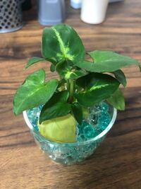 Daisoで観葉植物を購入したのですが 名前のプレートを間違 Yahoo 知恵袋