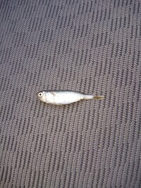 下記写真の魚の名前は何でしょうか 何の魚の小魚でしょう Yahoo 知恵袋