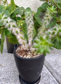 この植物名前わかりますか 特徴は毛だらけです ポーチュラ Yahoo 知恵袋