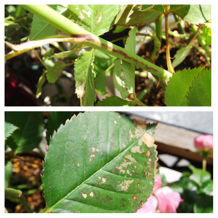 バラ 解決済みの質問 Yahoo 知恵袋