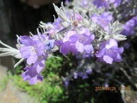 近所で咲いていたハーブ風の紫の花 花の名前を教えて下さい エレモ Yahoo 知恵袋