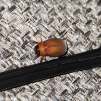 おそらくシバンムシに悩まされています 本当にいやですお礼良く分からないけれど Yahoo 知恵袋