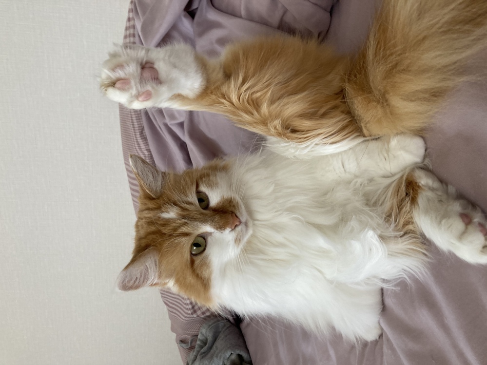 うちの猫はサイベリアンなんでしょうか？ - 保護猫カフェで一目惚れし 