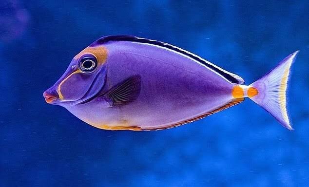 ナンヨウハギに似た魚の名前を教えて欲しいです 全体的に紫色で背鰭 Yahoo 知恵袋