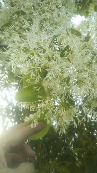 街路樹で白い花が咲いてる この木の名前はなんですか H Yahoo 知恵袋