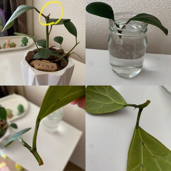 観葉植物に詳しい方、教えてください(^^) - 観葉植物完全初心者です 