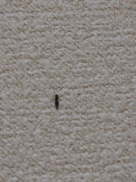 家にてこんな虫を発見しました。 取り逃してしまいましたが、これはなんていう虫なのでしょうか？ わかる方おられましたら教えていただけると幸いです。