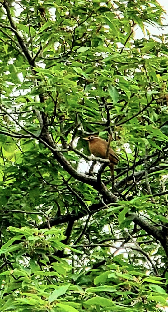 鳥類 回答受付中の質問 Yahoo 知恵袋