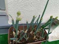 葱は 植えたままにしておくと 花が咲いて枯れてしまいます 花が咲いた頃 堀り上 Yahoo 知恵袋