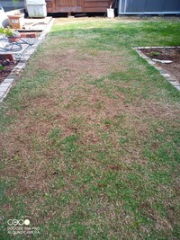 芝生が生える場所と生えない場所が出てきてしまいました ソヨゴの下に生えているとこ 教えて 住まいの先生 Yahoo 不動産