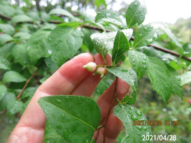 リンゴの花芽分化は7 8月ですが 花が咲くのは4 5月ですし 7 Yahoo 知恵袋