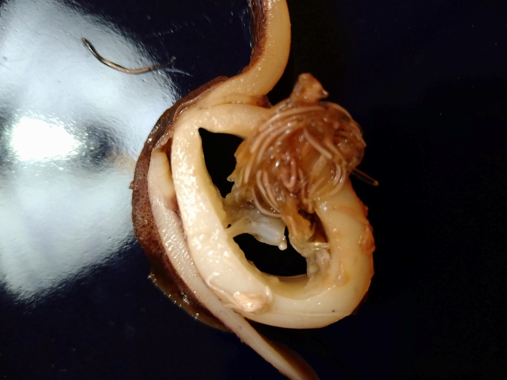 これは何ですか ヤリイカの煮付を作り 食べやすいように輪切り Yahoo 知恵袋