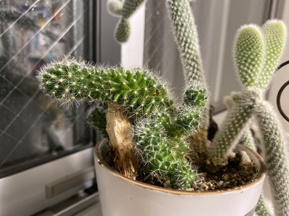 サボテンが半年くらい前から柔らかくなり ふにゃっと曲がってしまいました Yahoo 知恵袋