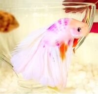 ベタの横になってしまう現象について ベタの雄を今年の5月から飼育してい Yahoo 知恵袋