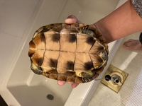 追加なんですけどこれはヤエヤマイシガメかミナミイシガメどっちですか Yahoo 知恵袋