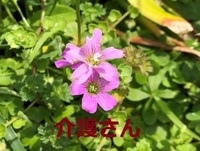 この花の名前は何ですか 撮影日は21年6月5日で撮影場所は兵庫県です よ Yahoo 知恵袋