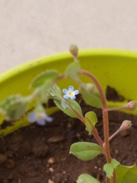 この花は雑草ですか それとも忘れな草ですか キュウリグサに見えま Yahoo 知恵袋