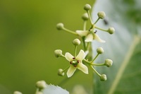 植物園で見たお花です ちょっと面白い形の花名前を教えて下さ Yahoo 知恵袋