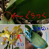 ミディー胡蝶蘭の水やりのタイミングは4月 10月まででしたら2 3日に Yahoo 知恵袋