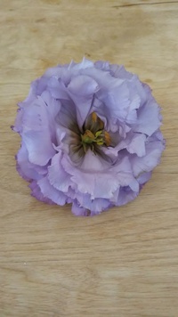 この花の名前を教えてください 花束の中に入っていた花で 直径10cm弱 Yahoo 知恵袋