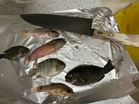 こんばんは 沖縄県南部の喜屋武漁港で釣った魚ですが この6匹 Yahoo 知恵袋