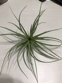 チランジア エアープランツ の成長速度について 最近 チランジアに興味を Yahoo 知恵袋