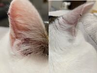 飼ってる猫のケツの穴にごまみたいな黒いものが付いてるんですがなんな Yahoo 知恵袋