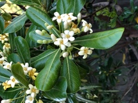 これは何という名前の木なのか どなたか教えて下さい 知らない間に裏庭で Yahoo 知恵袋