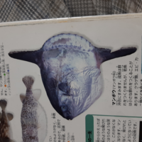 魚のマンボウについて質問ですあの大きい体は何を食べてまたなぜ Yahoo 知恵袋