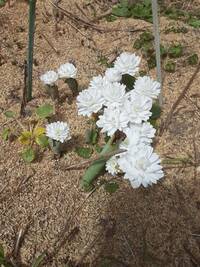 ボロニアを花壇に地植えしても 大丈夫ですか 東京です Yahoo 知恵袋