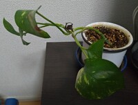 ポトスの成長がいまいち伸びません 最近 植え替えをしました 土は観葉植 Yahoo 知恵袋