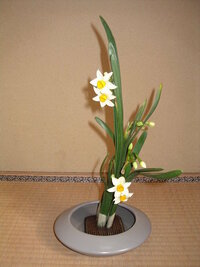 生け花の格花に使う スイセン 水仙 の学名を教えてくださいませ また Yahoo 知恵袋