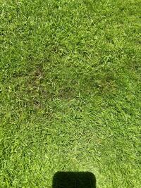 3月にベント芝の種を蒔きました 芝刈り後に濃い緑の部分 Yahoo 知恵袋