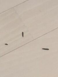 至急お願いいたします！ 3日前ぐらいにゴキブリムエンダーを家中に巻きました。
本日家の中にゴキブリの赤ちゃんの死骸と、写真のような羽のついている虫が沢山落ちていました。
それからムエンダーは窓を締め切ってしたのにもかかわらずベランダに大量のこの羽の虫の死骸が沢山落ちていました。
これはムエンダーの影響なのでしょうか？
何故窓を締め切っていたのにベランダに大量に死んでいるのでしょうか？
それと...
