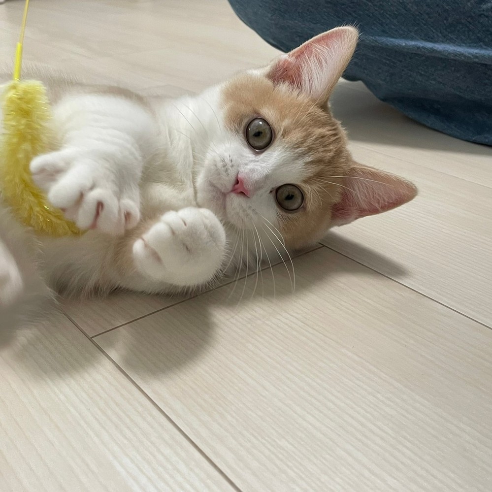 マンチカンを公認する猫の血統書団体はTICAのみらしいです。 - とある 