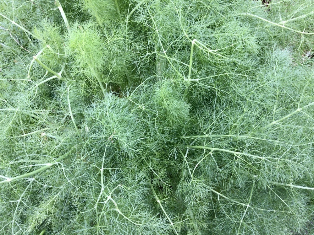 この海藻みたいな植物の名前を教えてください ウイキョウ Yahoo 知恵袋