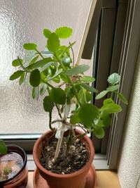 画像の植物の名前がわかりません アプリで調べても該当せず困っ Yahoo 知恵袋