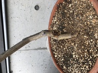 現在リスボンレモンの木を育てています 雪国在住です 二週間前 Yahoo 知恵袋