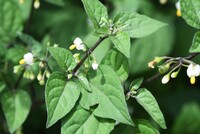 この植物はワルナスビかイヌホオズキか迷っています どなたか見 Yahoo 知恵袋