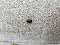 黒い虫 小さい 丸い 黒い虫 小さい 丸い