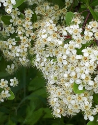 これはカマツカの花でしょうか よろしくお願いいたします ピラカン Yahoo 知恵袋