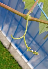 ぶどうの花がつかない 2年生の苗を庭に植え付けてから 2回目の夏を迎 Yahoo 知恵袋