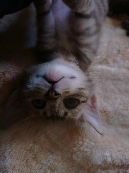 猫のおやつチュールについて。 - 猫に与えるチュールなのですが 
