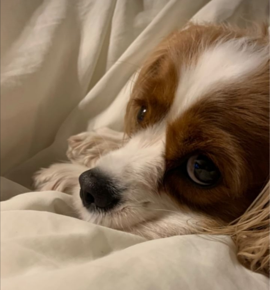 この写真の犬種ってわかりますか Yahoo 知恵袋