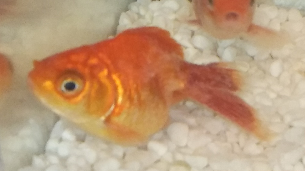 金魚が病気のようです白雲病でしょうか 水カビ病でしょうか 特効薬はあり Yahoo 知恵袋