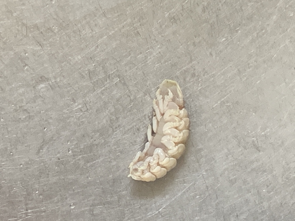 鯛をさばいていたら口の中にこんなものがいました 何という生物ですか Yahoo 知恵袋