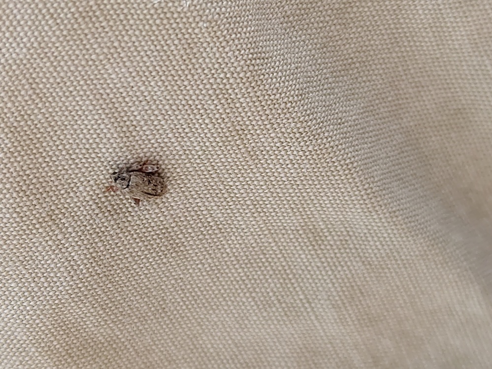 これは何の虫ですか？コタツ布団を干してたら見つけましたが、たまに家