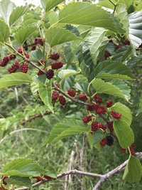 この野いちごは何という種類でしょうか 生食できますか ヤマグワの Yahoo 知恵袋