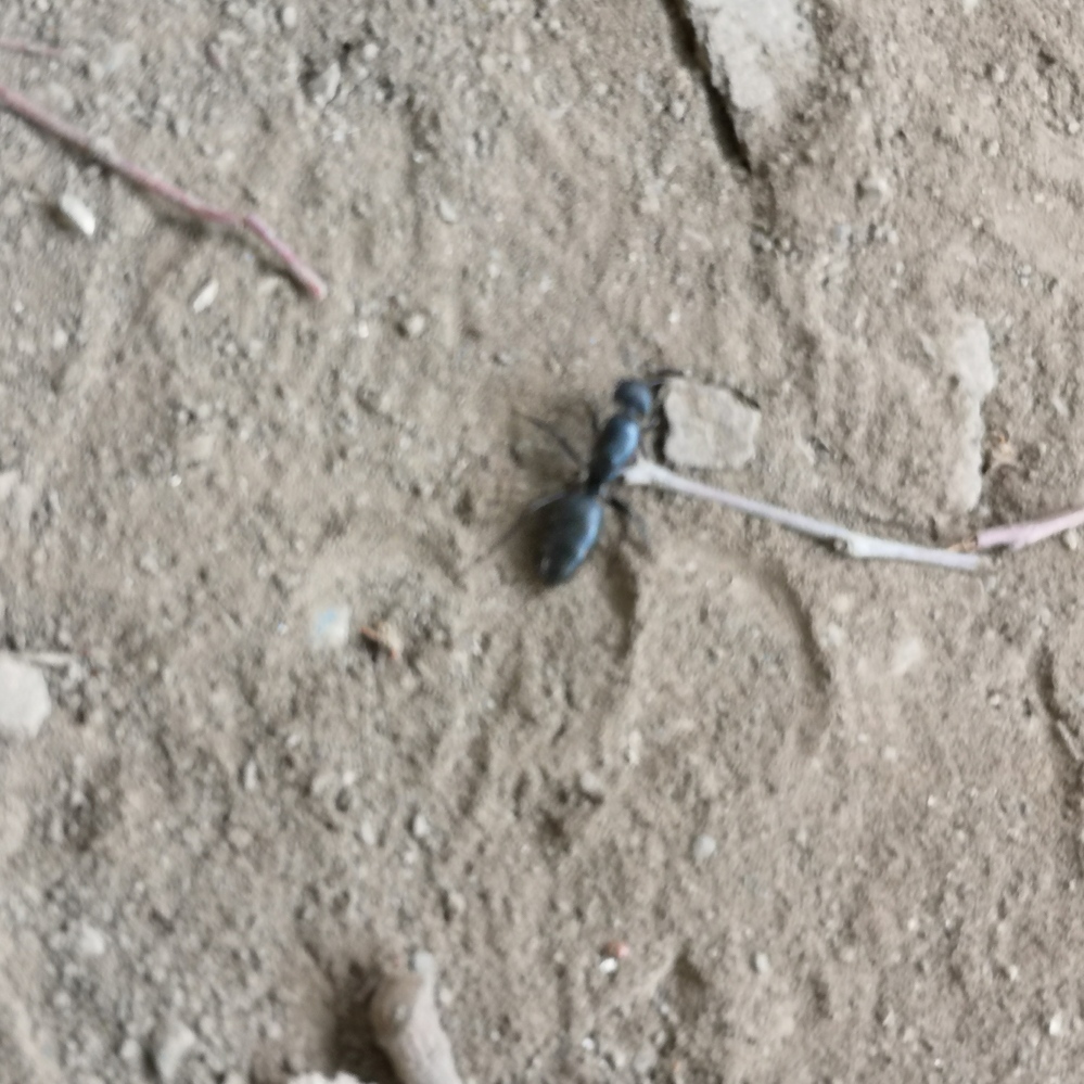 クビキリギスにこんな黒い線入ってましたっけ ちなみにこれから食べます Yahoo 知恵袋