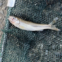 この魚の名前を教えて下さい 調べてみたのですが 違いがわからず 川で Yahoo 知恵袋